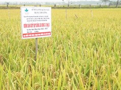 Quảng Ngãi: Phát triển các giống lúa mới theo chuỗi giá trị